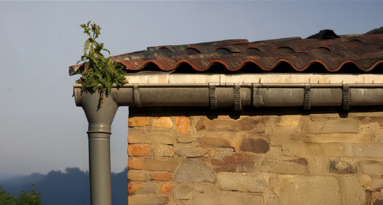 Wartung Dach Pflanze Rinne Pruefen